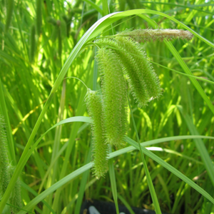 Carex Pseudocyperus Cyperus Sedge