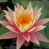 Nymphaea Colorado Water Lily