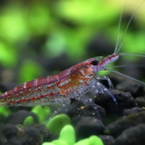 Cherry Shrimp Red