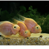 Blood Red Parrot Cichlid