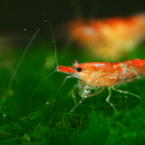 Cherry Shrimp Red