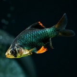 Green Tiger Barb